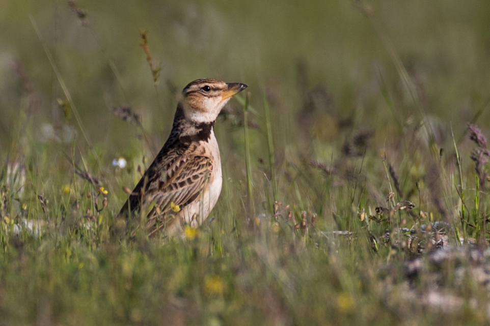 Bimaculated Lark